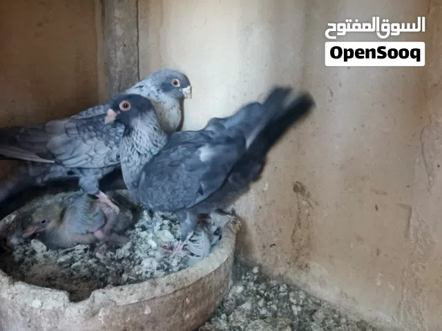 جوز جلوف قراقطه