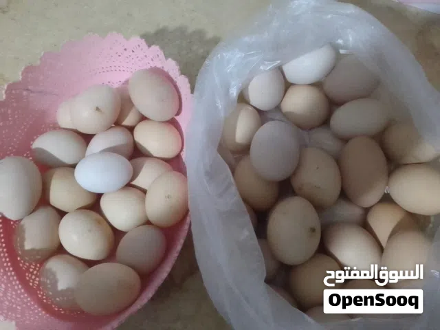 متوفر بيض دجاج برهما عملاق اللون وحجم الله يبارك