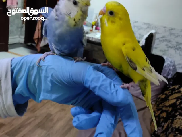 Budgie parrots