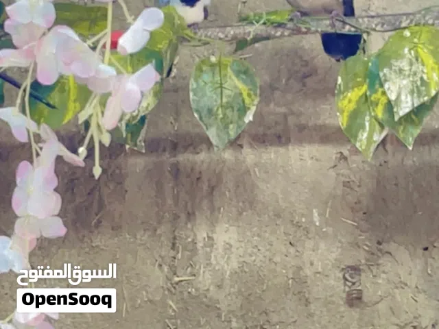 طيور نوارد لبيع انتاج عراقي
