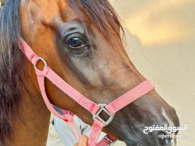 حصان شعبي للبيع رخيص جدا