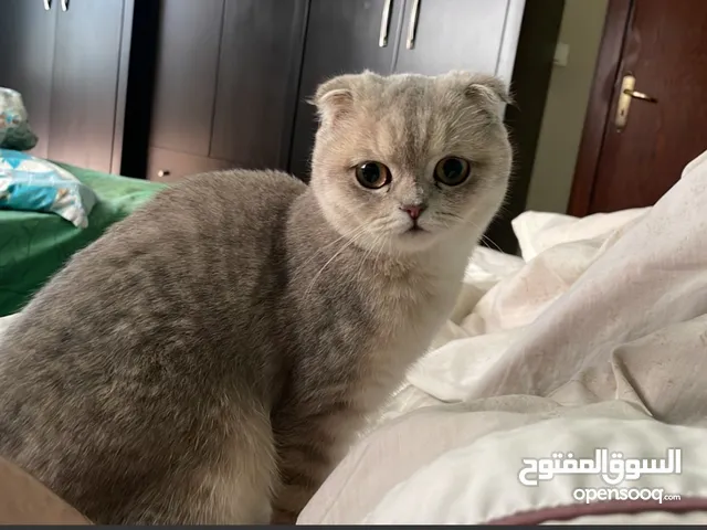 Golden Lilac scottish fold