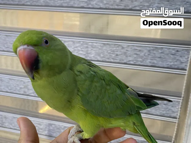 ببغاء درة هندي للبيع