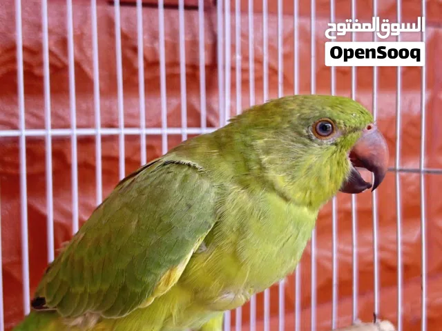 السلام عليكم
