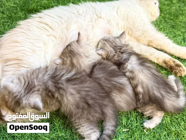 للبيع قطه شيرازيه