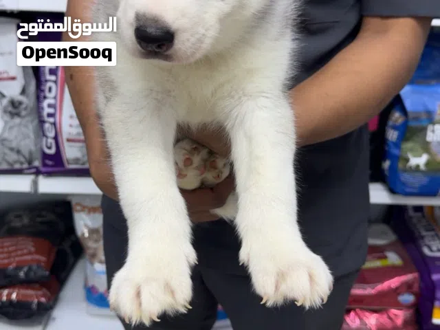 كلاب هاسكي