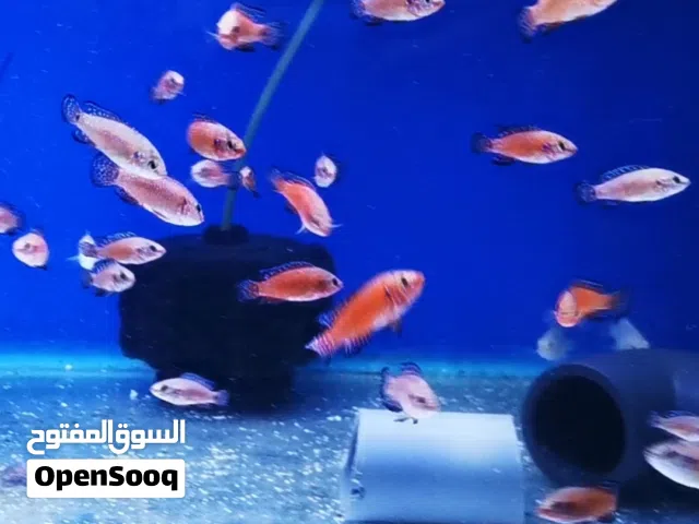 Turkana Jewels cichlids
