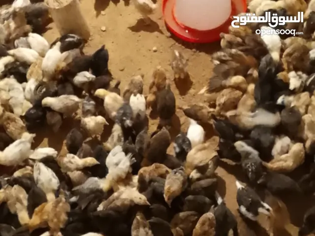 فلاليس للبيع