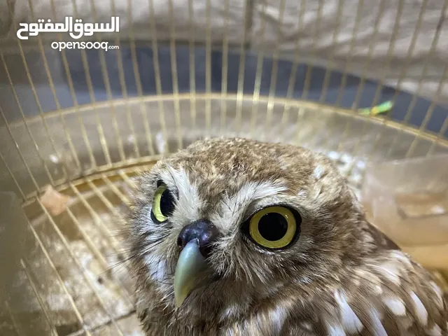 متوفر بوم مقزم اليف