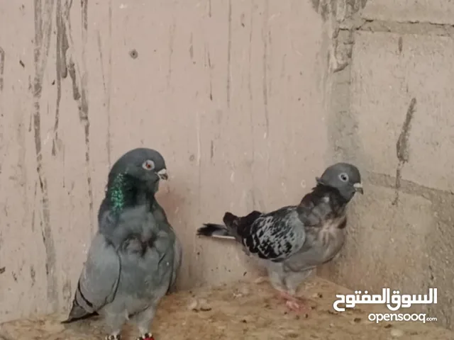 جواز وفراخ للبيع مشكل اقرء الوصف كامل