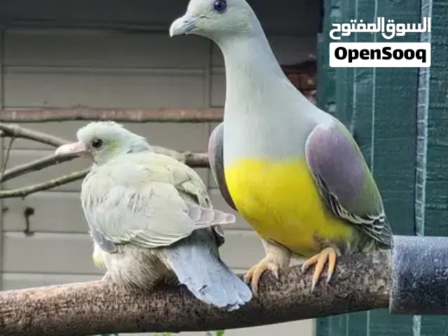 فروخ يمام الفاكهه