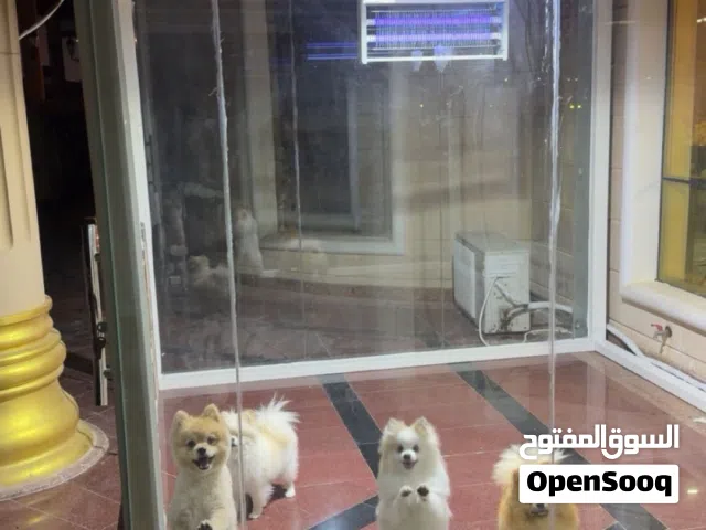 جلاب بومرينيان