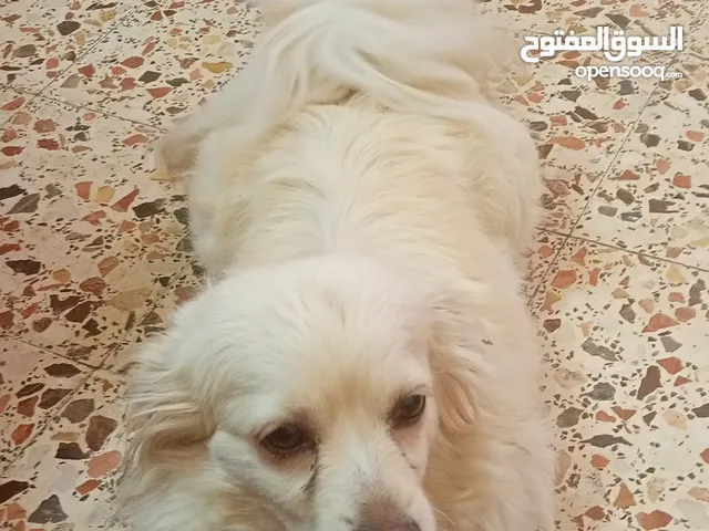 مطلوب مطلوب