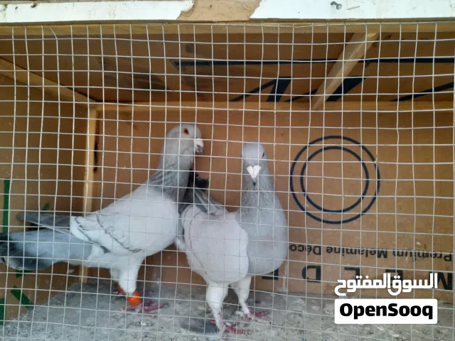 جوز مشمشيات للبيع