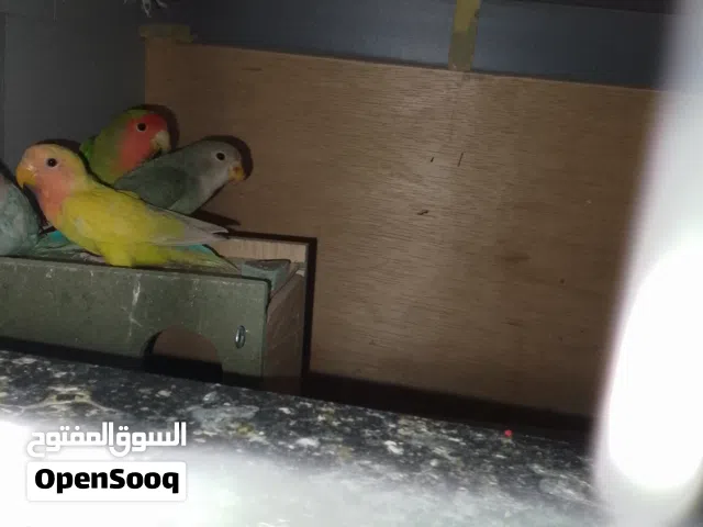 جوز روز للبيع