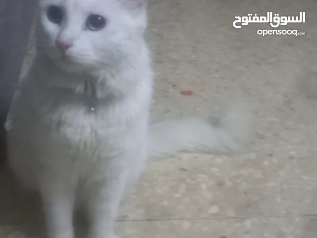 قطه اليفه جدا معاها دفتر مطاعيم وايس بوكس