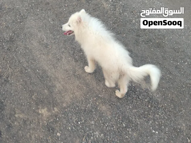 كلاب سامويل بيور ذكر وانثى