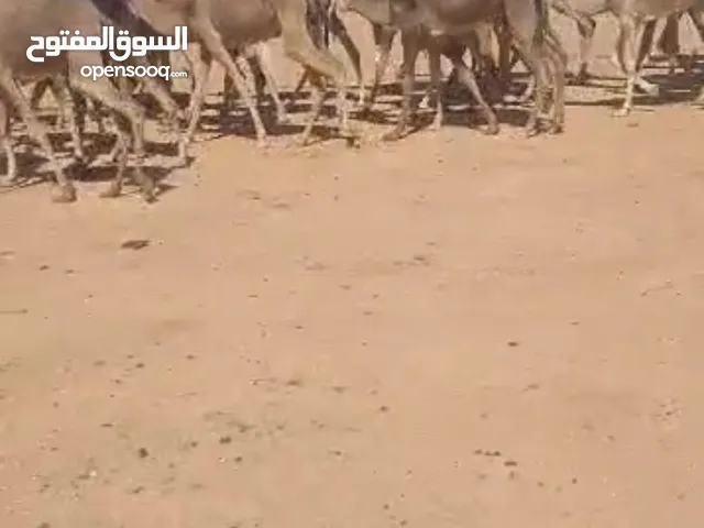 جمال ونياق