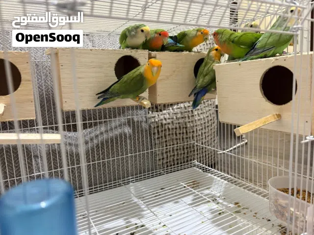 للبيع طيور لوفبريد