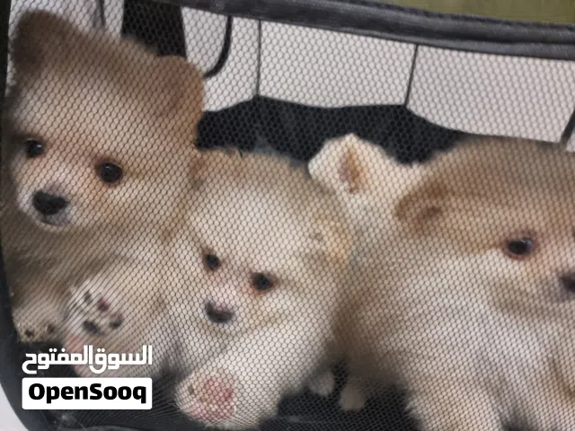 جراوي بوميرانيان للبيع Pomeranian puppies for sale
