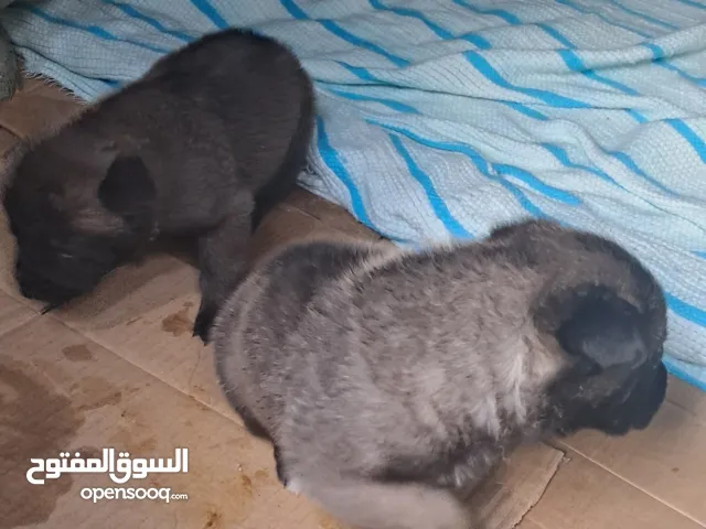 جراء مالينوا شاربوني للبيع مهتم يبعث بريفي