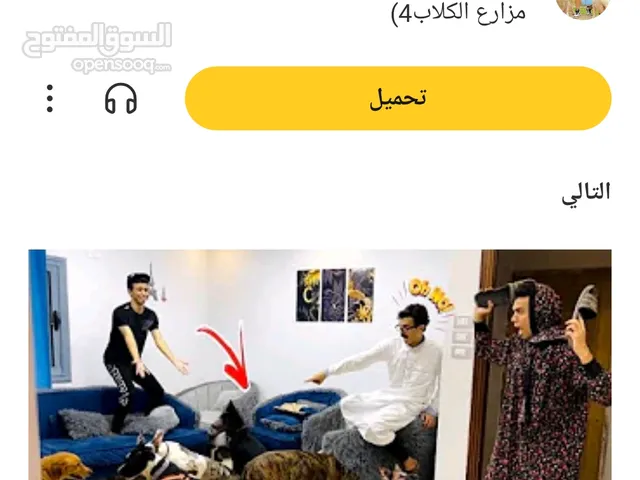 مطلوب كلب او كلبين شرسات كلاب حراسه