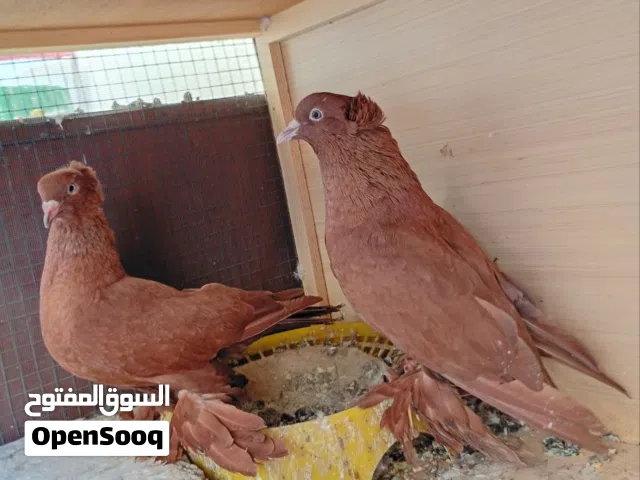 متاح زوج رواعب ونان مطاريد عنواني البصرة