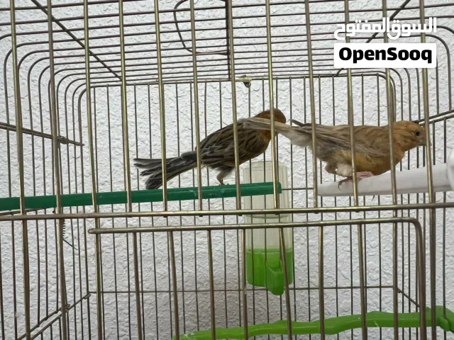 جوز كناري ما شاء الله