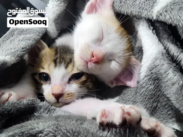 للتبني قطط انثى و ذكر العمر 3 شهور متعلمين على اللتر بوكس حنونين مع الاطفال