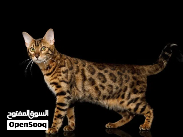 قطه بنجال بيور