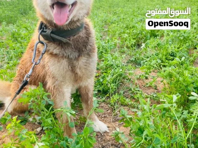 يوجد انتي هاسكي لنج هير