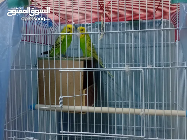 للبيع طيور الحب مع القفص علي السوم بدون توصيل للبيع نظيف وبحاله صحيه ممتازه