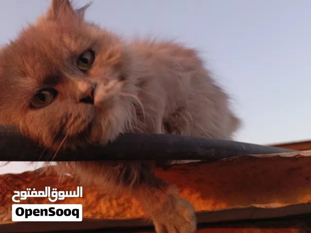 السلام عليكم قطه للبيع