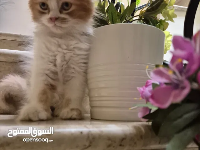 قط شيرازي للبيع