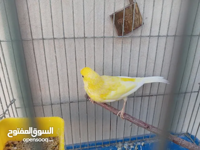 فحل كنار ليموني للبيع