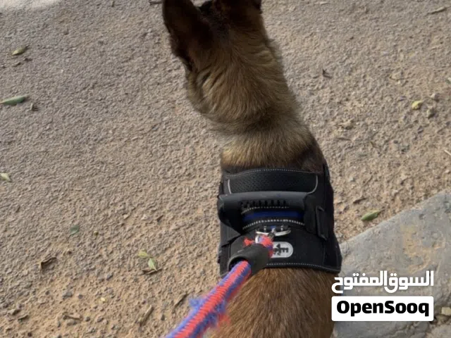 ملينوا انتيه