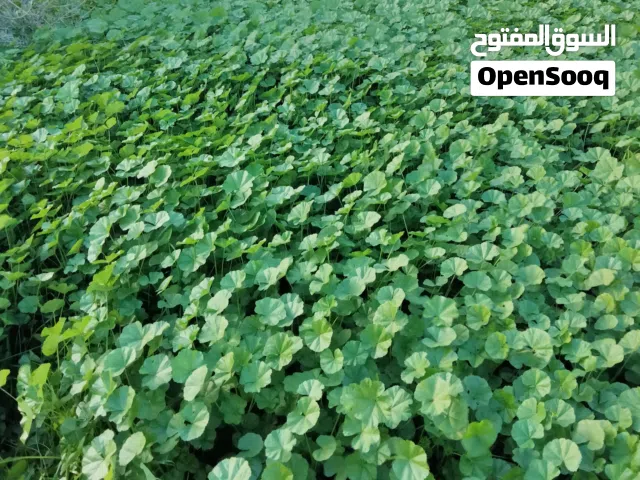 خبيزه البيع نخب اولا مكان نضيف شوفت عينك