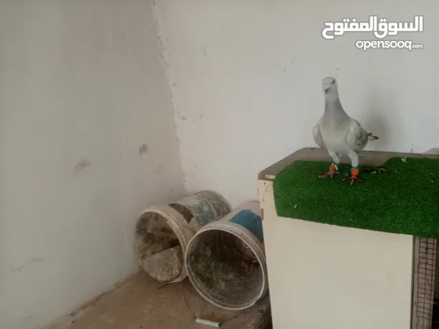 بيع حيوان جوز حمام شفار بواز صلاط نبي