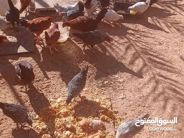 دجاج مخلط صغير وكبير للبيع جملة مع بعض