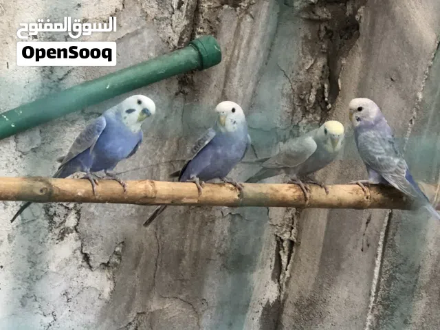 طيور حب محميه نثيه وذكر ووياه 3 مخاليف