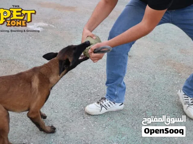 مالينواه ....راعي بلجيكي...مع جميع المطاعيم اللازمه وجرعه الدود ومايكروشيب