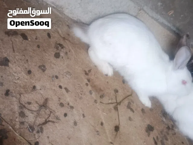 ثلاث ارانب انثيتين وذكر معشرات جديد