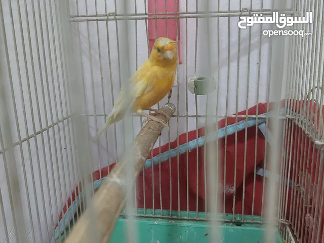 كناري للبيع فاتحه جديد شرط التغريد