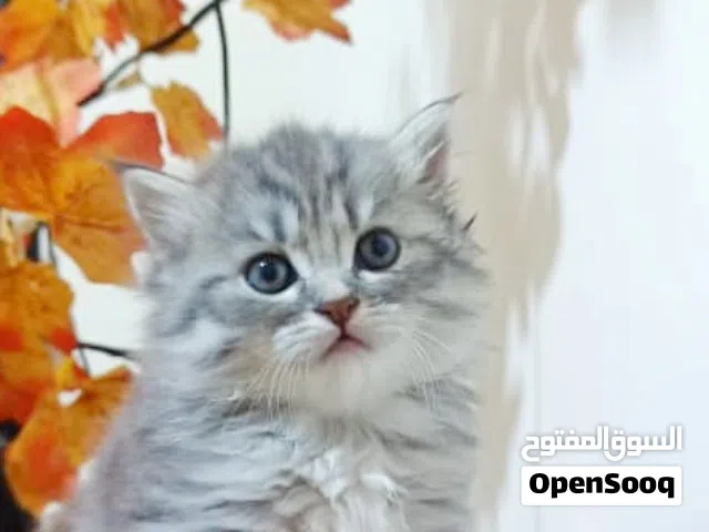 قط شيرازي اصل ذكر عمره شهر وخمس ايام