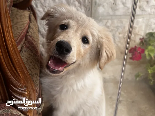 كلب ذكر للبيع