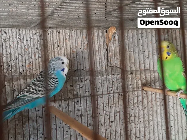 عصافير باقلينو للبيع ريش