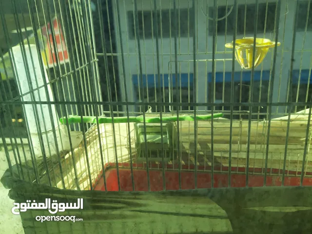 بسم الله قفصين 3معالف وقفص معلفين بحاله جيده