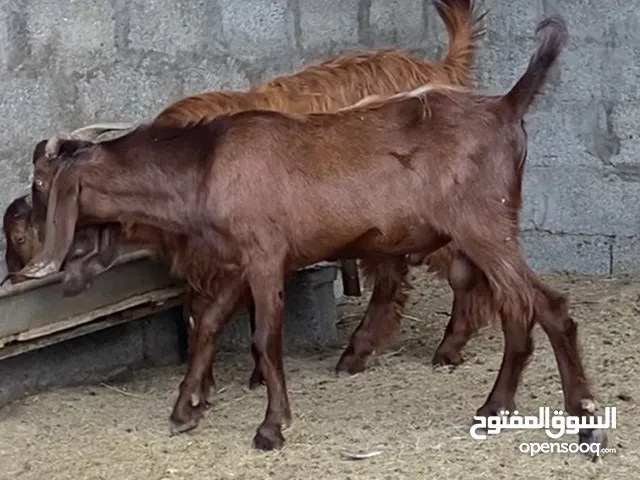 فحل قبرصي اصل