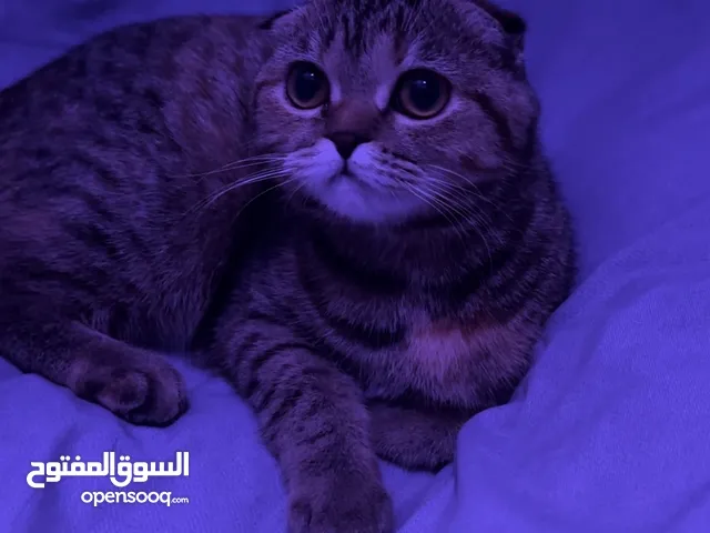 تبني قطط سكوتش فولد