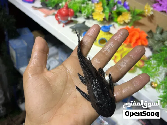 متوفر سمك ( أنجل _ نضاف _ قرش _ بيرانا _ سلاحف)